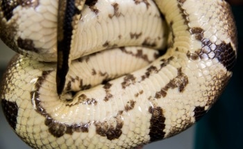 Analyzing Snake Skin to Optimize Textured Engineered Surfaces