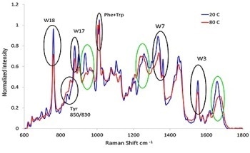Using Raman Spectroscopy to Understand the Conformational Stability of Protein Therapeutics