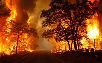 Study Shows Free Radicals in Wildfire Charcoals Persist for A Very Long Time