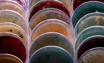 How Can Agar be Used in Biodegradable Packaging?